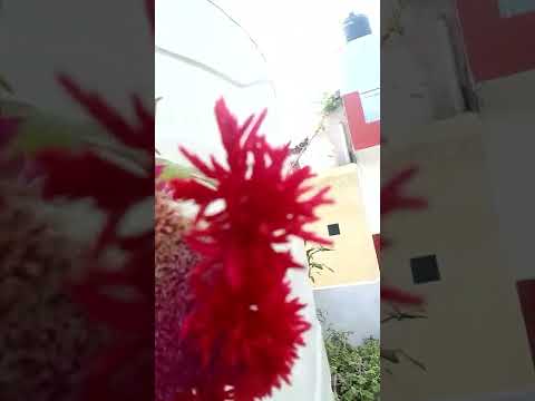 murugesh chotiwala phool 🌿🌿🙏😍