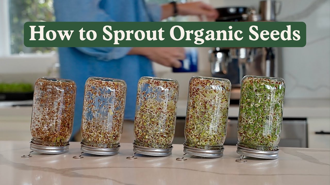 Watch the Fresh Salad Blend Sprouting Seeds, Organic & Non-GMO - 8 oz Bag sprouting video