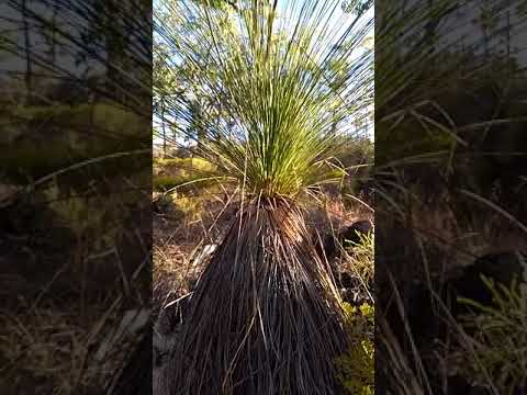 Harvesting Grass Tree Resin
