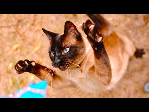 Cat Sprinting and Pouncing in 4K Slow Motion - The Slow Mo Guys