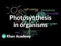 Photosynthesis in organisms | Matter and energy in organisms | Middle school biology | Khan Academy