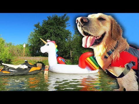 DOG RIDES GIANT UNICORN FLOAT TO PRIVATE ISLAND Video