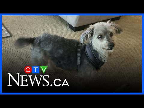 Homer the dog reunited with owner after 80 days on the lam - YouTube