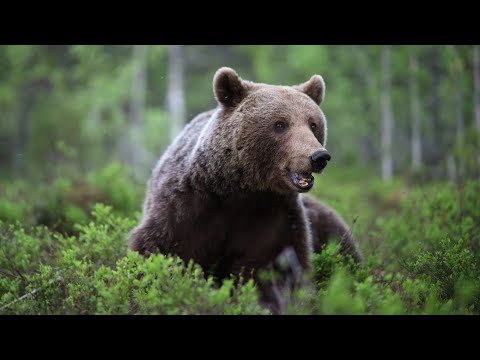 Närmöte med brunbjörn (Close encounter with brown bear)