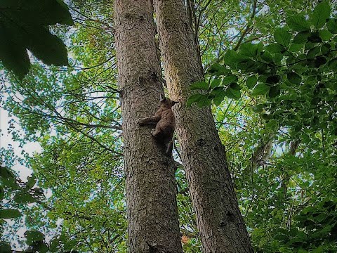 Rysie - mama z trzema kociakami na drzewie, Nadleśnictwo Resko