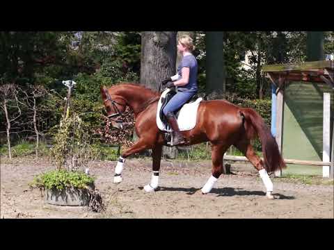 Stute von Franziskus x Donnerhall x Rubinstein