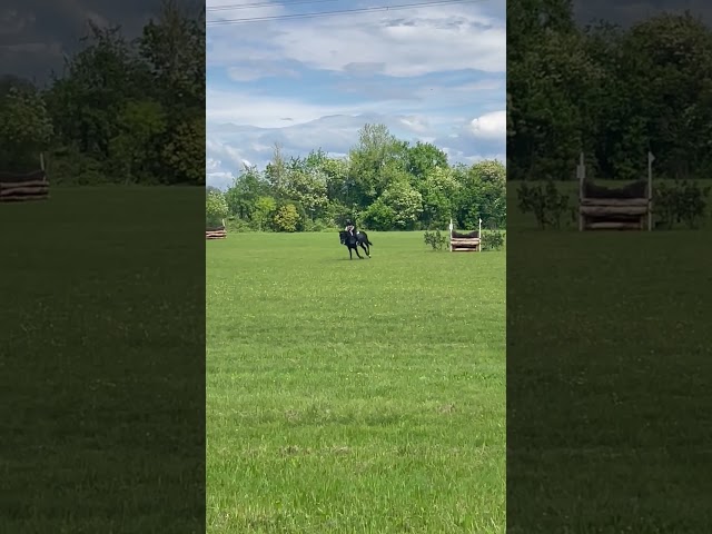 Etalon Autre Race de Poney A vendre 2008 Autre couleur