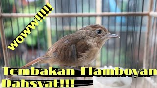 Download lagu Suara Pikat Flamboyan atau Suara Masteran Flamboyan, jamin langsunggg nyautt burung yang liar!!2020🔥 mp3