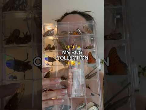 Who else collects insects? #gardening #bugcollection #collections #nature #bugs #cicada #butterfly