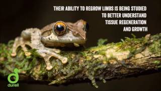 Saving Amphibians From Extinction