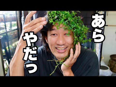 レインボーフェスク 植物