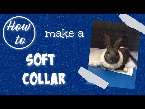 YouTube video about: How to stop rabbit from licking stitches?