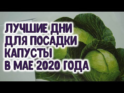 Лучшие дни для посева капусты в апреле. Лунный календарь на май огородника. Благоприятные дни для посадки растений. Сроки посева семян. Лунный календарь для посадки капусты.