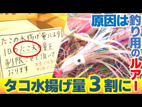 [El takoyaki y la tempura de pulpo están agotados] ¿Por qué hay tan pocos pulpos y son tan pequeños a pesar de la temporada alta?