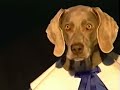 William Wegman Jack Be Nibble