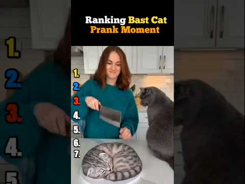 Ranking Bast Cat Prank Moments #usa #cat