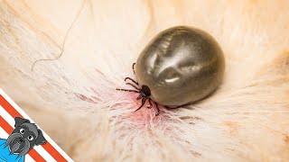 How to remove a tick from a dog - Easy way
