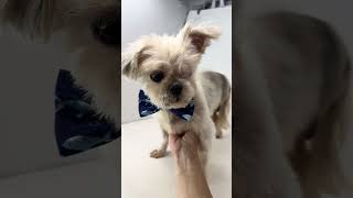 Video preview image #1 Shih Tzu Puppy For Sale in Benton, LA, USA