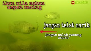 Download lagu 🔴CARA IKAN NILA MAKAN UMPAN CACING || waduk greneng mp3