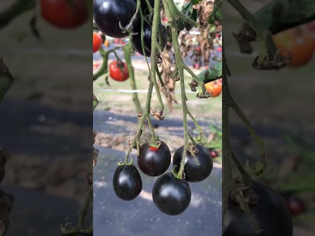 Стандарт поставки видео №1 Томат F1 Синяя гроздь 