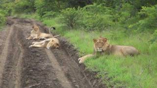 preview picture of video 'Young Lions at Elephant Rock Safari Lodge'