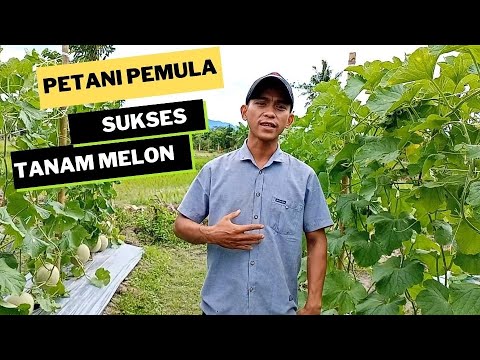, title : 'Petani Sukses tanam melon di Musim Penghujan, PART 1'