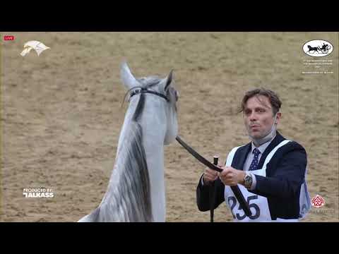 N 255 SHABAB AL NASSER   9th Qatar National AHS for Individual Owners   Stallions 4 6 Years Old Clas