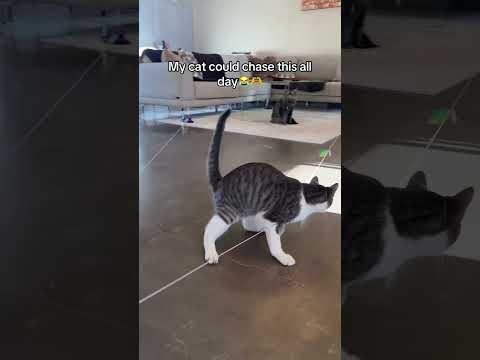 This toys perfect! #cattoys #cats #kitten #fyp