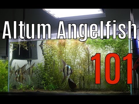 🔥 How to Keep Altum Angelfish 101 The Basics 4K