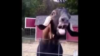 System of a Goat - Chop Suey