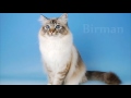  Sin determinar - Birman vs Ragdoll Cat - Difference Explained