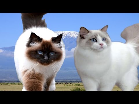 Birman vs Ragdoll Cat - Difference Explained