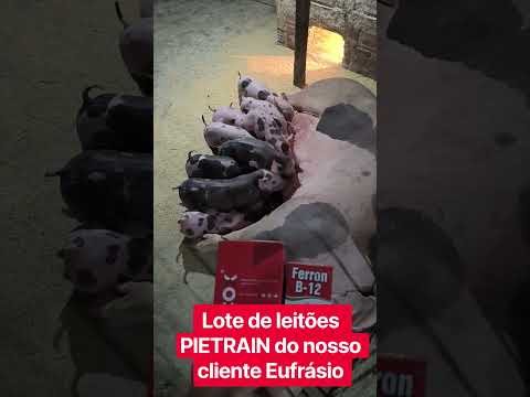 criação de suínos do nosso cliente Eufrásio no sítio Santa Maria Itapajé Ceará.#porco