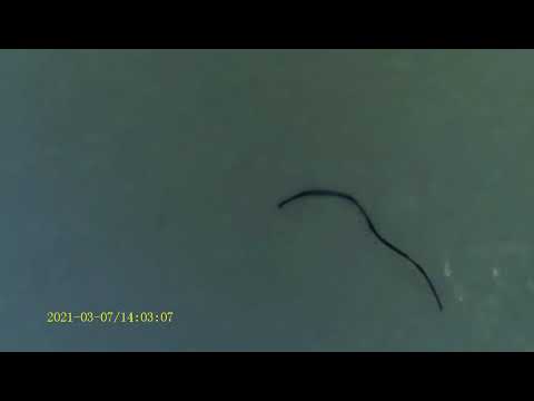 ES LEBT!!! Mysteriöse Fäden in PCR Antigen Test Teil3