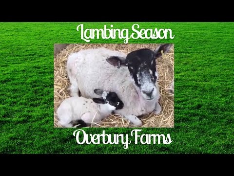 Lambing Season