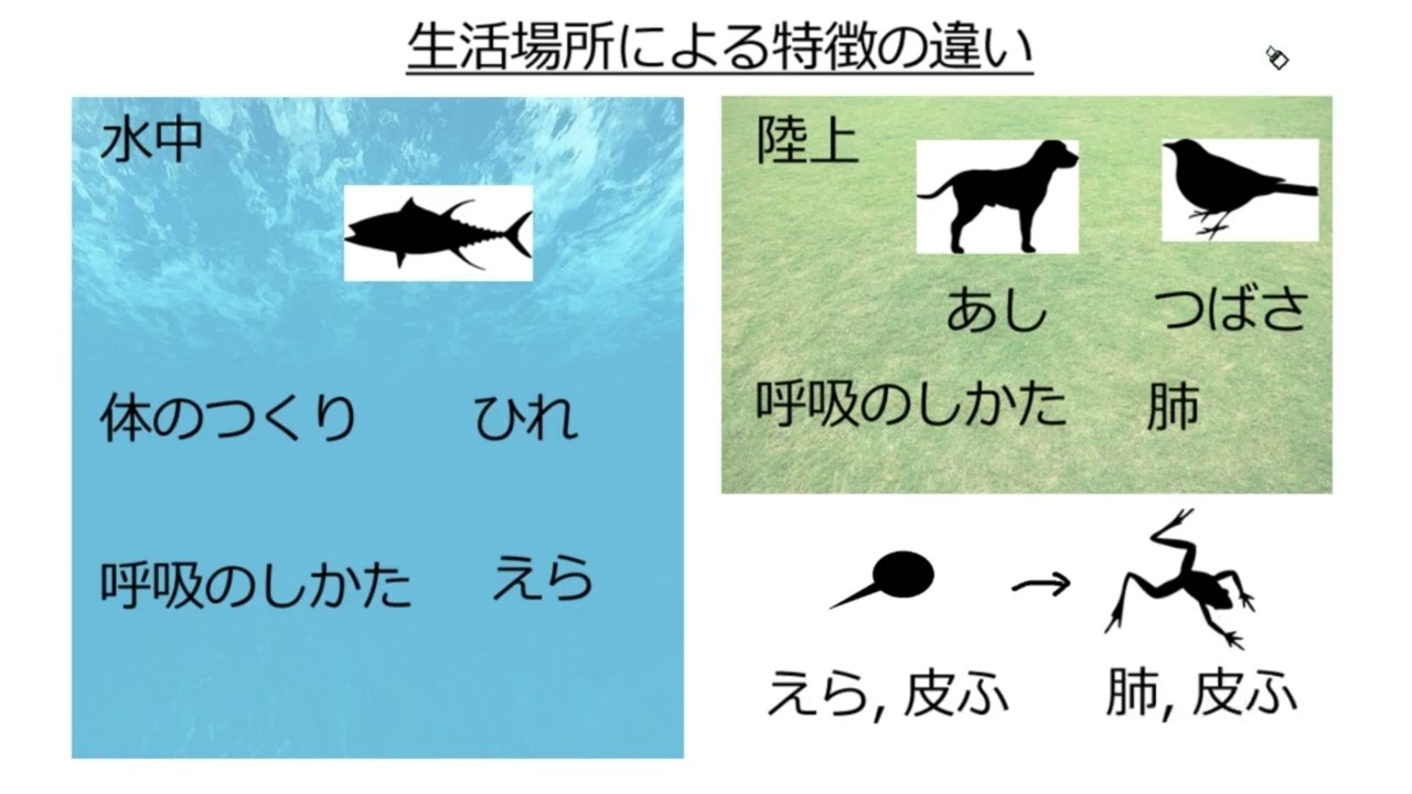 脊椎動物の特徴