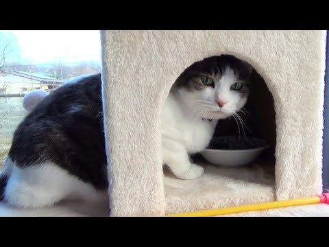 【晩ご飯を待っているのが可愛い猫】The cat waiting for dinner is cute. Video