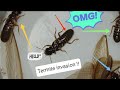 ''Thousands of flying termites'' swarmed my house last night !!!