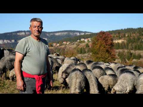 ZA  100  OVACA  ČOVJEK MI JE NUDIO  DA KUPIM   BABANOVAC