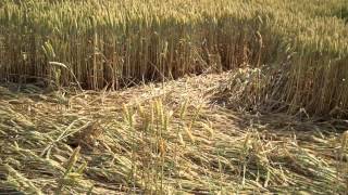 Crop Circle at Rollright Stones, Oxfordshire, 15th July 2015