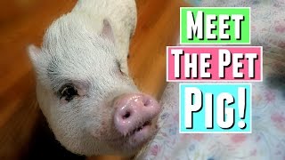 MEET WESLEY, THE PET PIG!