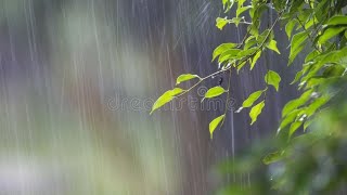 Rain Video ( WhatsApp Rain Status ) Barish Status 