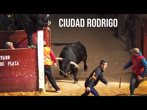 Toros Bravos Ciudad Rodrigo Encierro de Martes Carnaval del Toro 2020