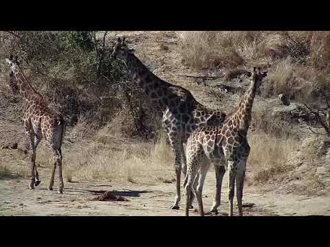 Djuma: Group of Giraffes  - 12:40 - 07/26/20