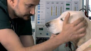 Petcode Hayvan Hastanesi