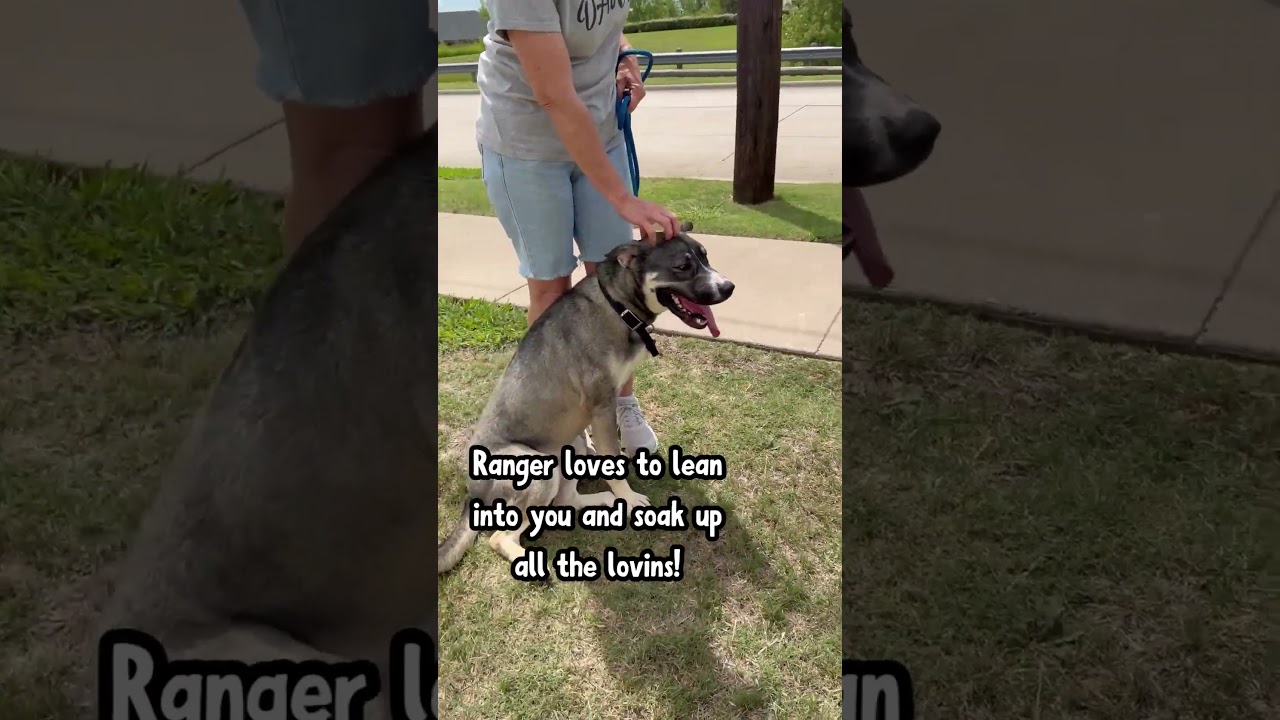 Ranger fka Balto, a Adoptable mixed breed in Denison, TX video 6/6