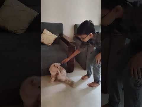 Pet Cat 😺 please subscribe like and share to sharjil king 01 👑#short