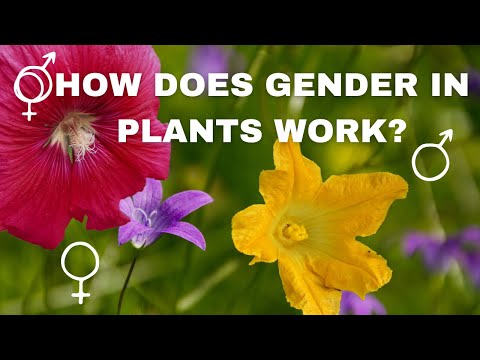 Monoecious vs. Dioecious plants | Is the plant male or female?