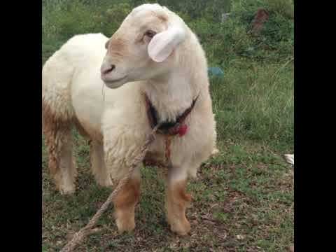Farm Animals - Wholesale Price & Mandi Rate for Domesticated Farm Animal Farm Animals - Wholesale Price & Mandi Rate for Domesticated Farm Animal