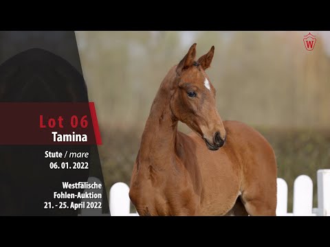 Fohlen-Auktion Lot 6 Tamina Stute v. Taurus - Breitling W